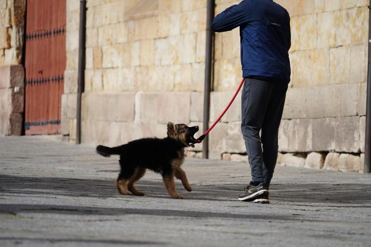 Un hombre pasea a un perro por las calles de Salamanca