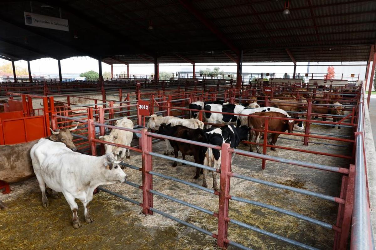 Vacas a la venta en el mercado de ganados de Salamanca. almeida