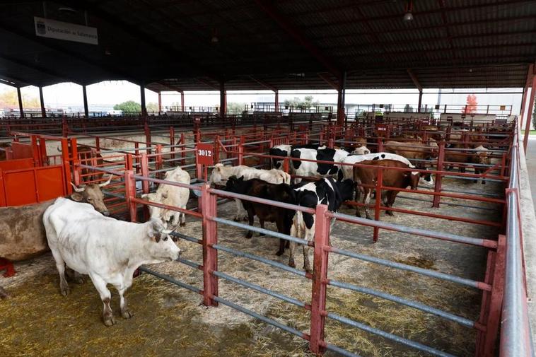 Vacas a la venta en el mercado de ganados de Salamanca. almeida