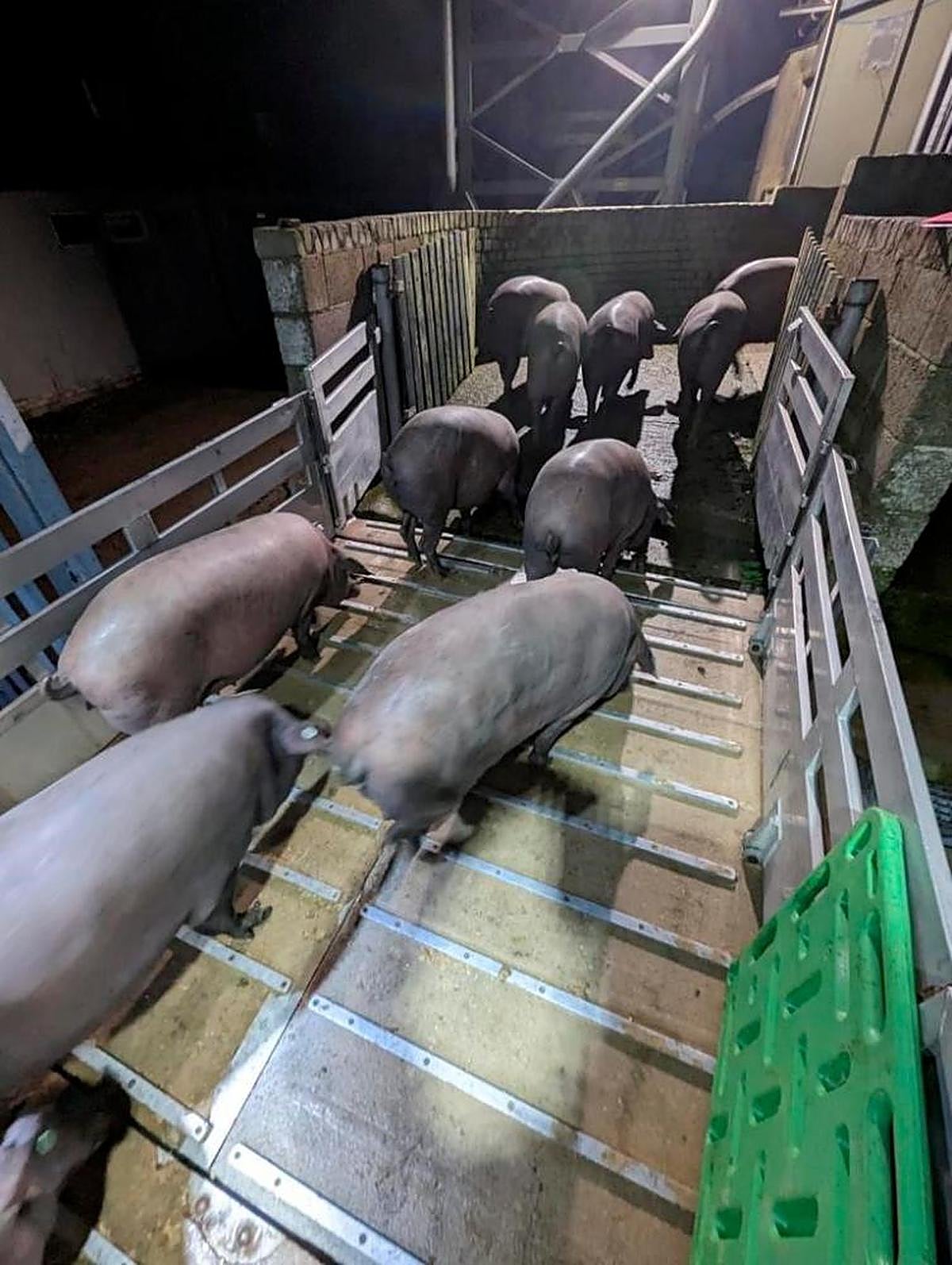 Los cerdos ibéricos a su llegada al Reino Unido