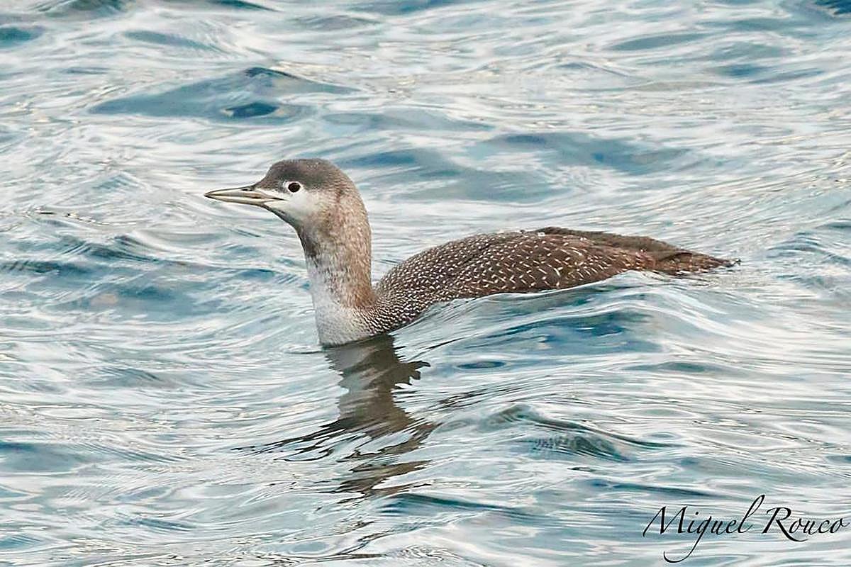 Imagen del colimbo chico avistado en Santa Teresa.