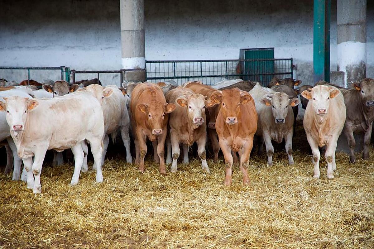 Cebadero de terneros en Matilla de los Caños
