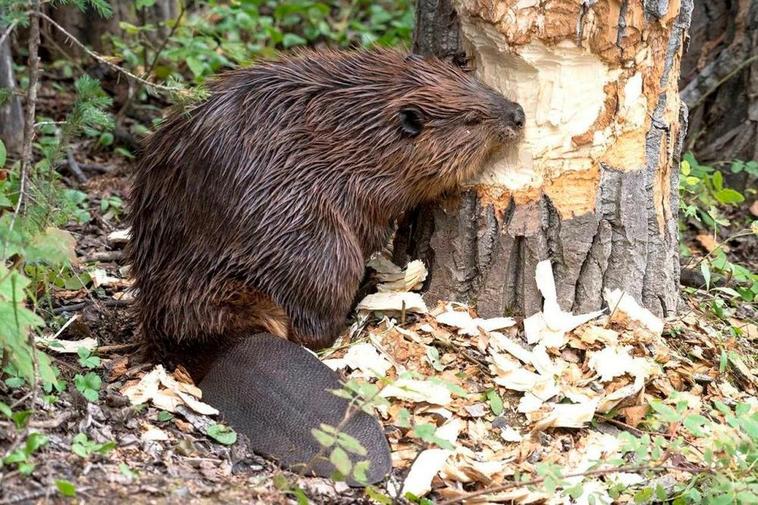 Un castor euroasiático (Castor fiber), royendo un árbol, su especialidad.