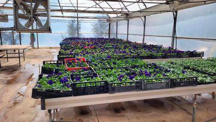 Las razones por las que la jardinería puede prevenir el estrés y el cáncer