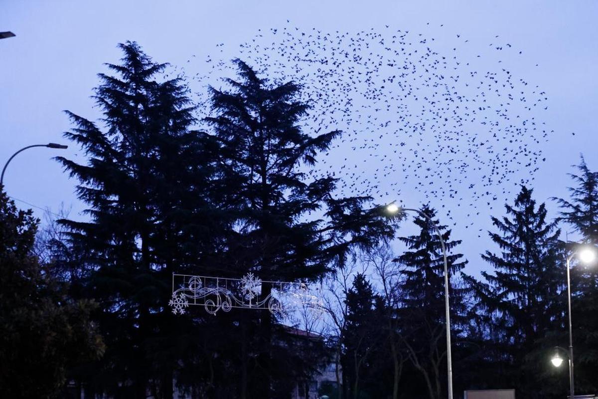 Estorninos sobrevolando Salamanca.