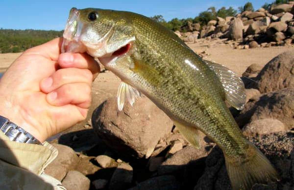 Black Bass pescado en el embalse del Burguillo.