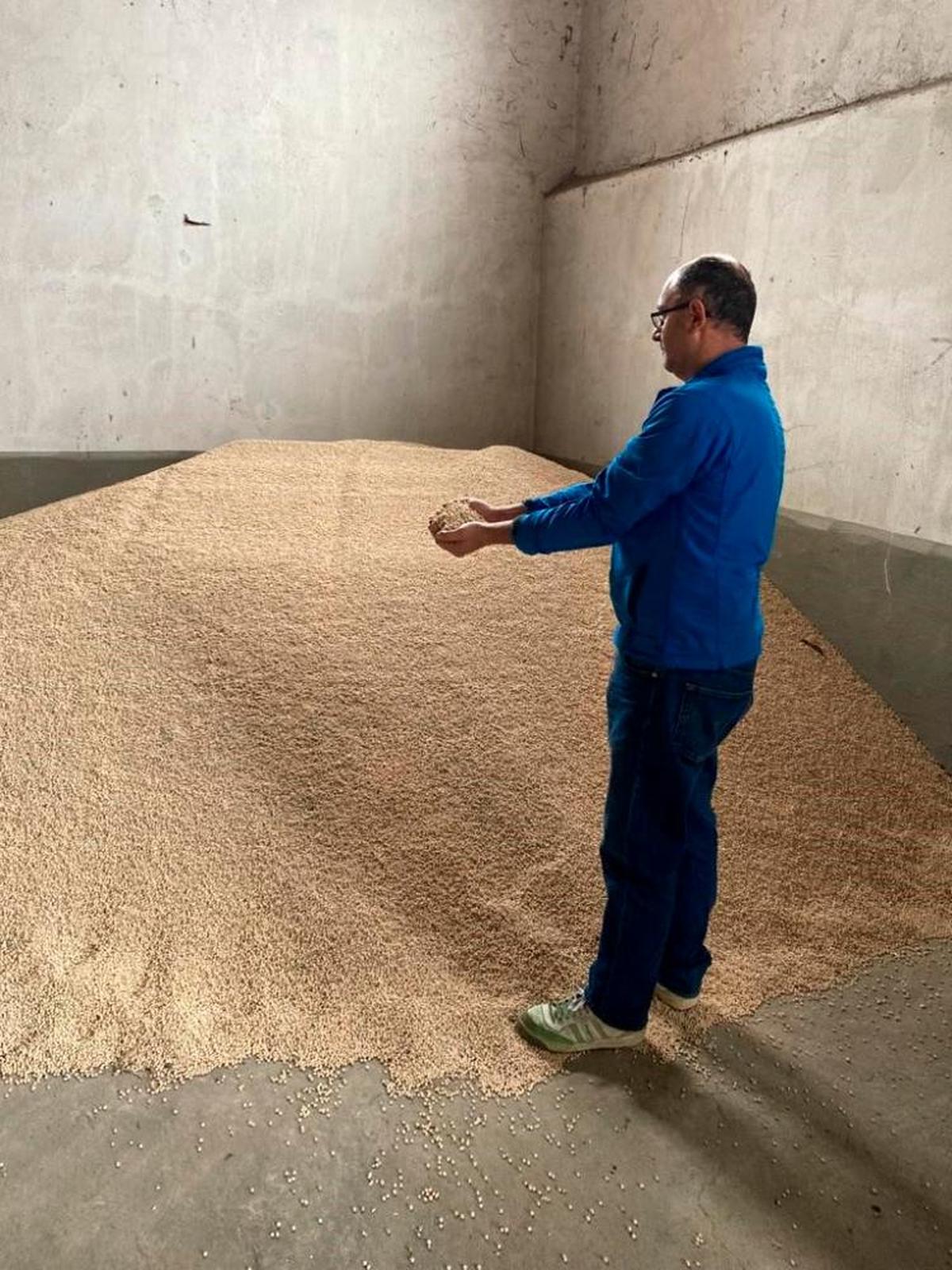 El motivo por el que los agricultores tienen que recurrir a garbanzos italianos