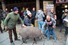 El marrano de San Antón pasea por las calles de La Alberca