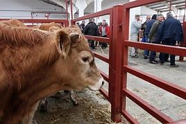 Ternero en el mercado charro.