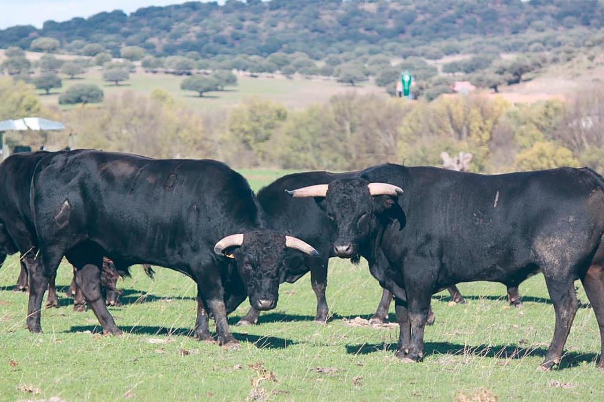 Varios de los utreros que Domingo Pérez Hernández ha comprado a la ganadería de Pilar Población.