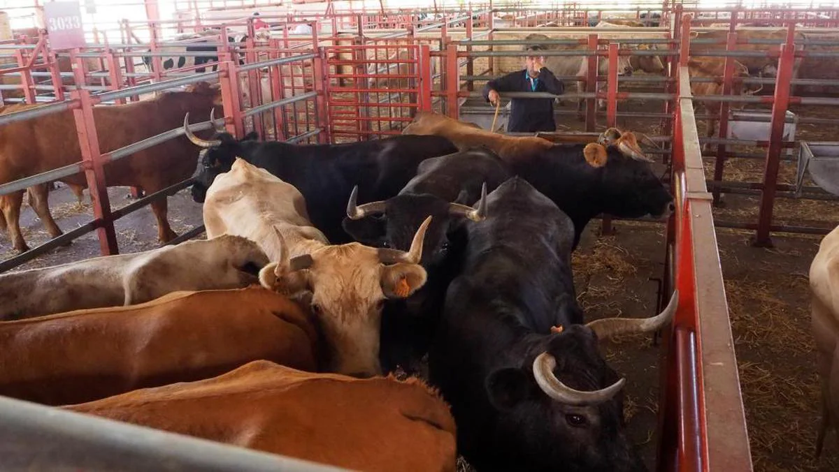 Vacas en el mercado de ganados de Salamanca, que se celebra este lunes.