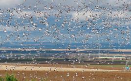 Un gran grupo de gaviotas sombrías y reidoras llegan al vertedero de Gomecello una mañana de invierno para alimentarse