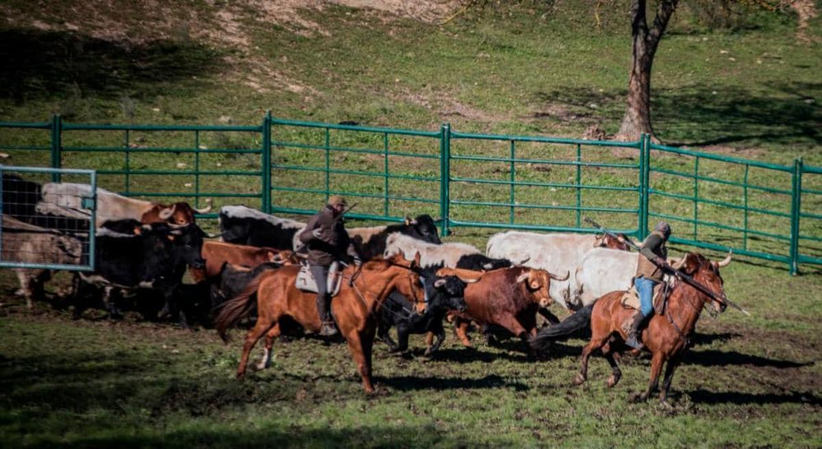 Los toros de la ganadería de Villanueva para el encierro con caballos del Domingo de Carnaval de Ciudad Rodrigo, en la dehesa de Casasola. virginia glez