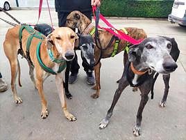 Perros rescatados por Galgos del Sur