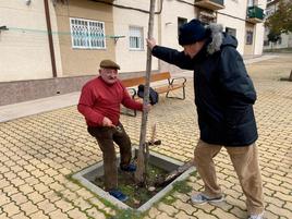 Amador y otro vecino repararon el árbol de una de las calles de Emigdio de la Riva