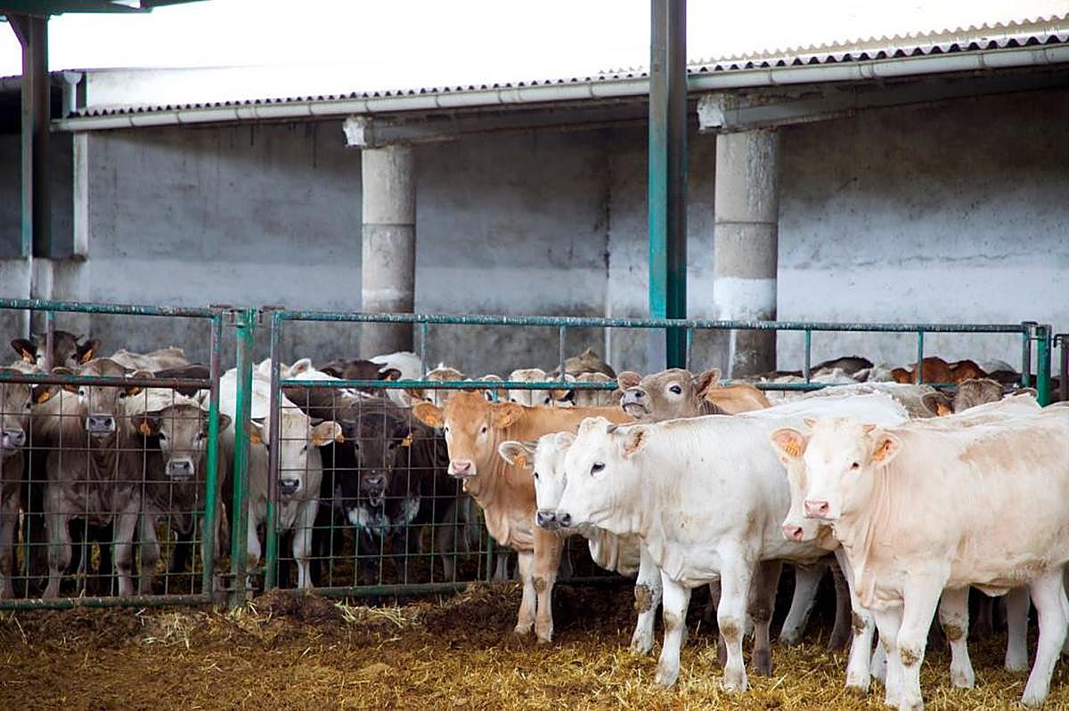 Terneros en un cebadero