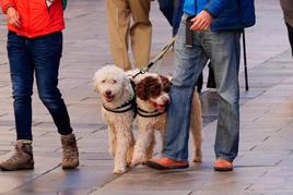 Un hombre pasea a dos perros por las calles de Salamanca.