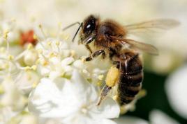 Una abeja libando en una flor.