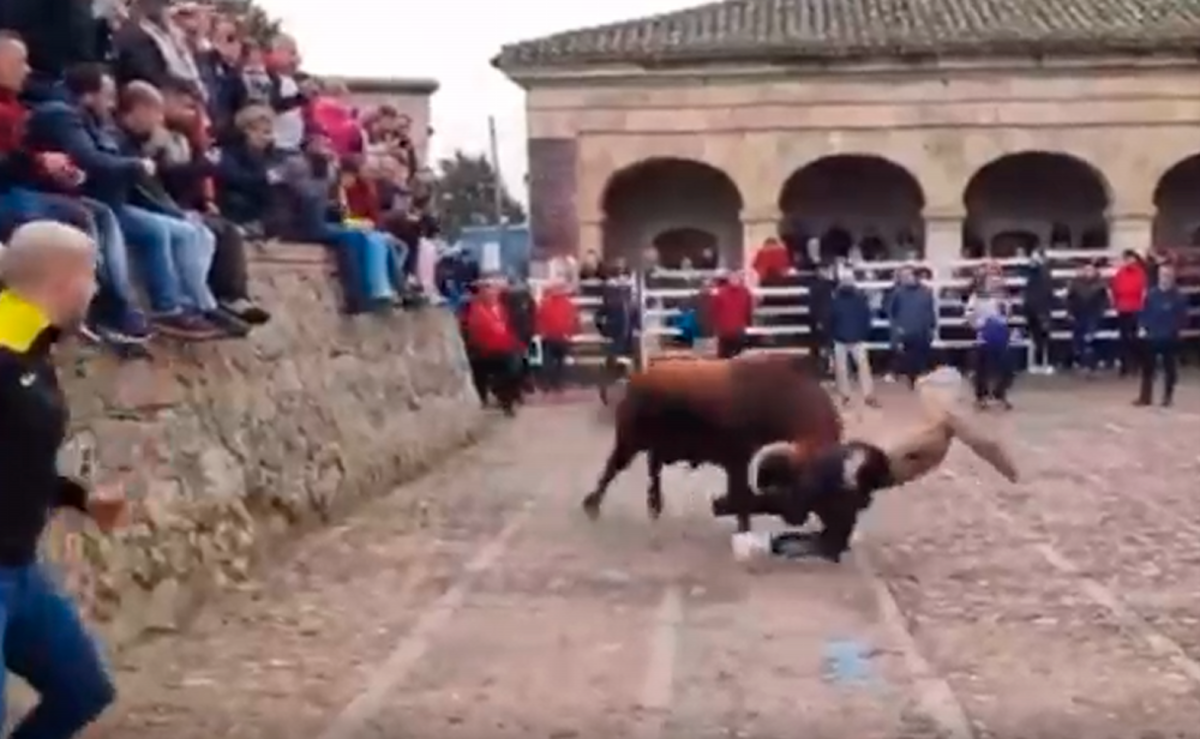 Espeluznante cogida del toro del Aguardiente la zona de El Registro en Ciudad Rodrigo.