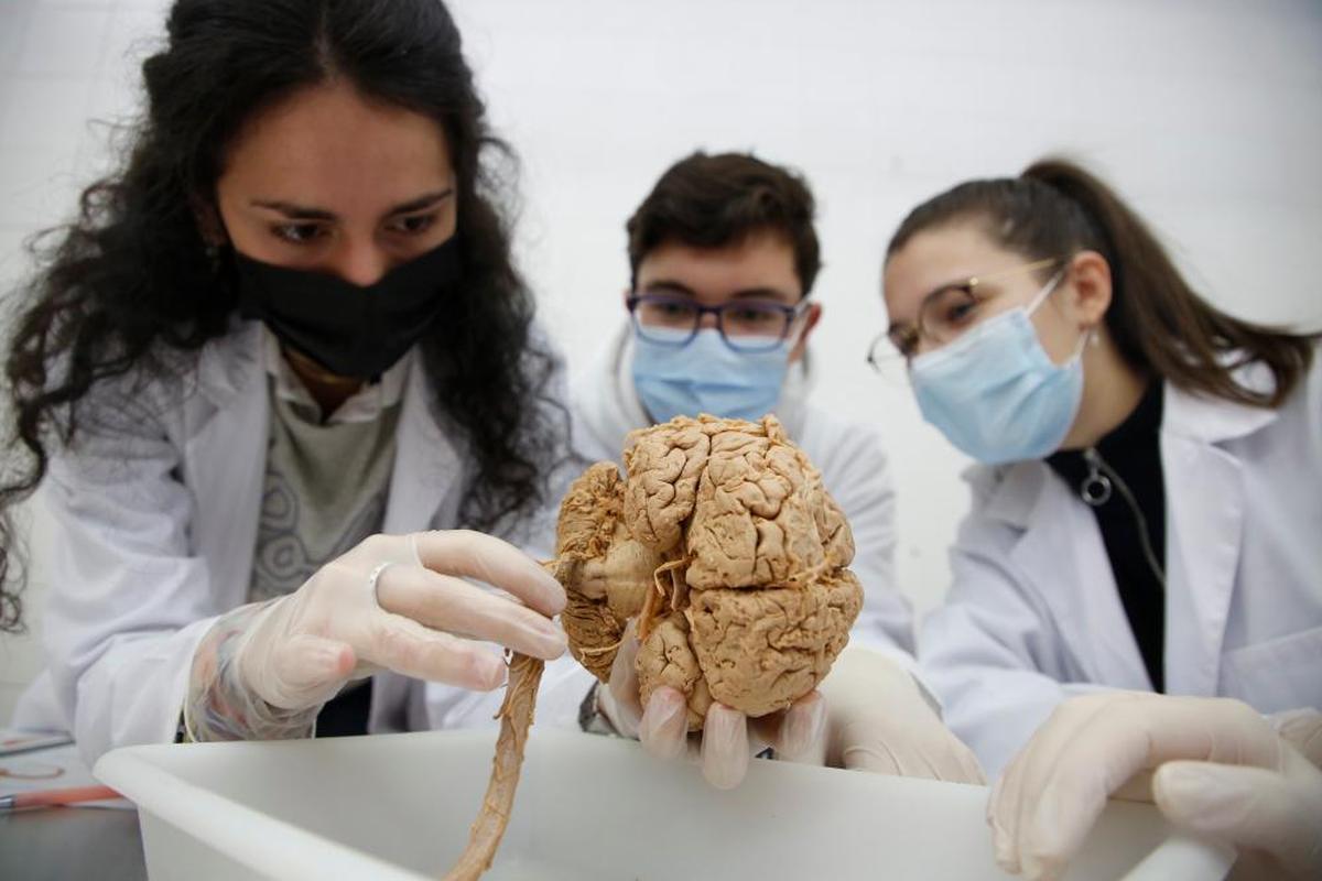 Estudiantes de la Facultad de Medicina de Salamanca durante una clase.