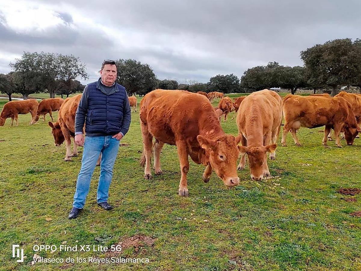 Raúl Rodríguez junto a parte de su ganado.