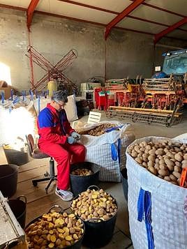 Jesús González, en plena labor de partir patatas.