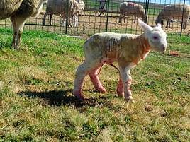 El cordero recién nacido y ya con un peso de 8,5 kilos