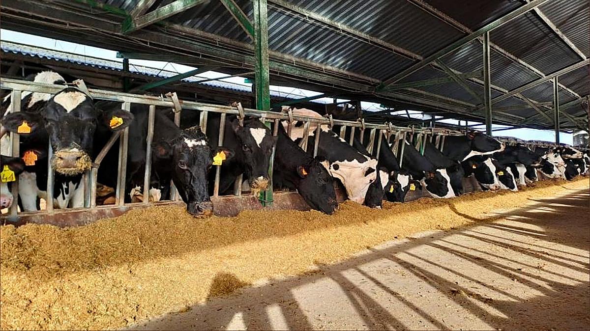 Vacas de leche en una explotación de Santiz.