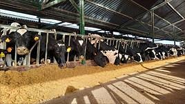 Vacas de leche en una explotación de Santiz.