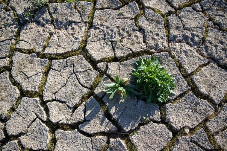 Asaja reclama la convocatoria “urgente” de la Mesa de la Sequía