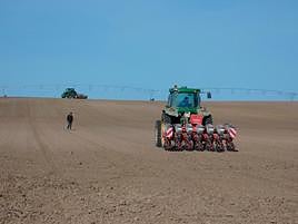 Siembra de remolacha y revisión de lo sembrado