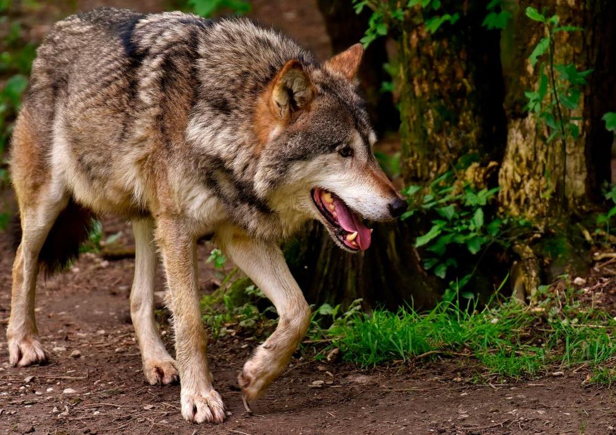 Un lobo en busca de comida