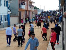 Numerosos jóvenes procedentes de Salamanca y otras provincias participaron en el recorrido del encierro.