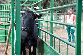 Un ganadero que vacunó de la lengua azul a su ganado.