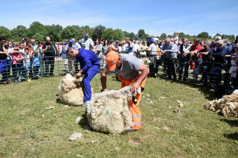 Así vivió Barruecopardo una multitudinaria Feria de San Felipe