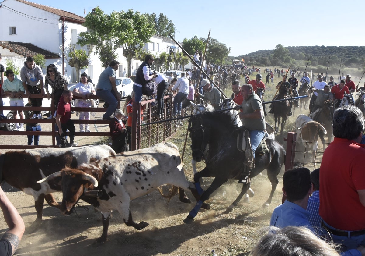 Los caballistas lograron meter en el recorrido urbano a los bueyes después de varios intentos