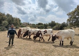 Juan Manuel, con sus bueyes de raza berrenda en colorado.