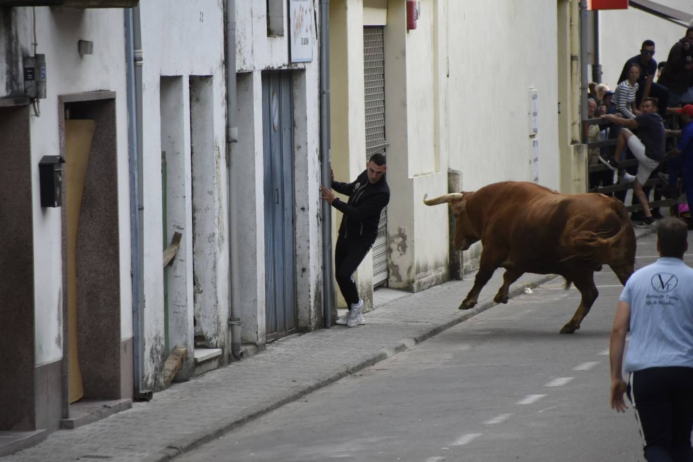 El Toro del Cajón abre los Corpus en Vitigudino