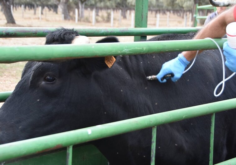 El sindicato veterinario trabaja en denunciar ante la Fiscalía los incidentes ganaderos