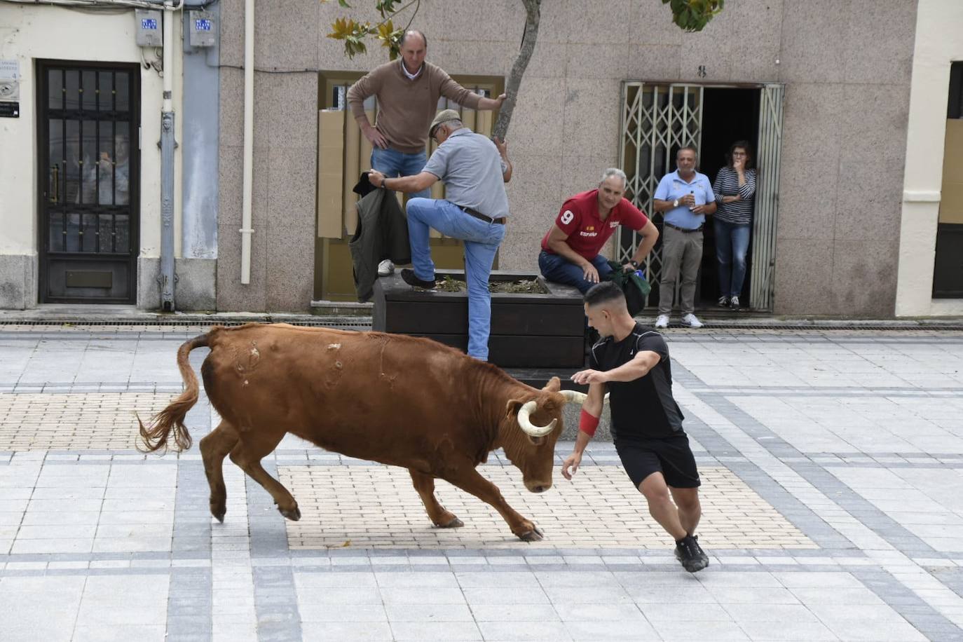Vitigudino vive su primer encierro de las Fiestas del Corpus sin ningún incidente