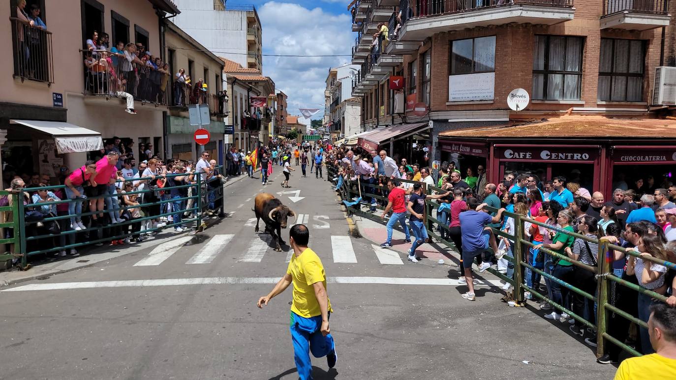 Vitigudino se llena para el segundo encierro de las fiestas del Corpus