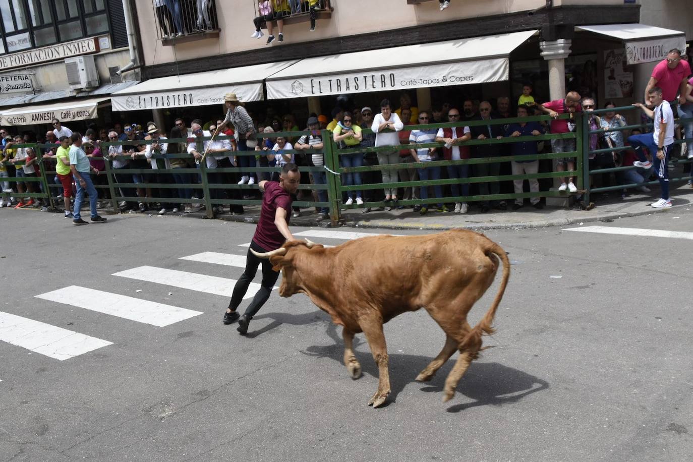 Vitigudino se llena para el segundo encierro de las fiestas del Corpus