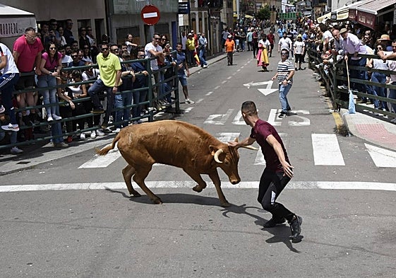 Vitigudino se llena para el segundo encierro de las fiestas del Corpus