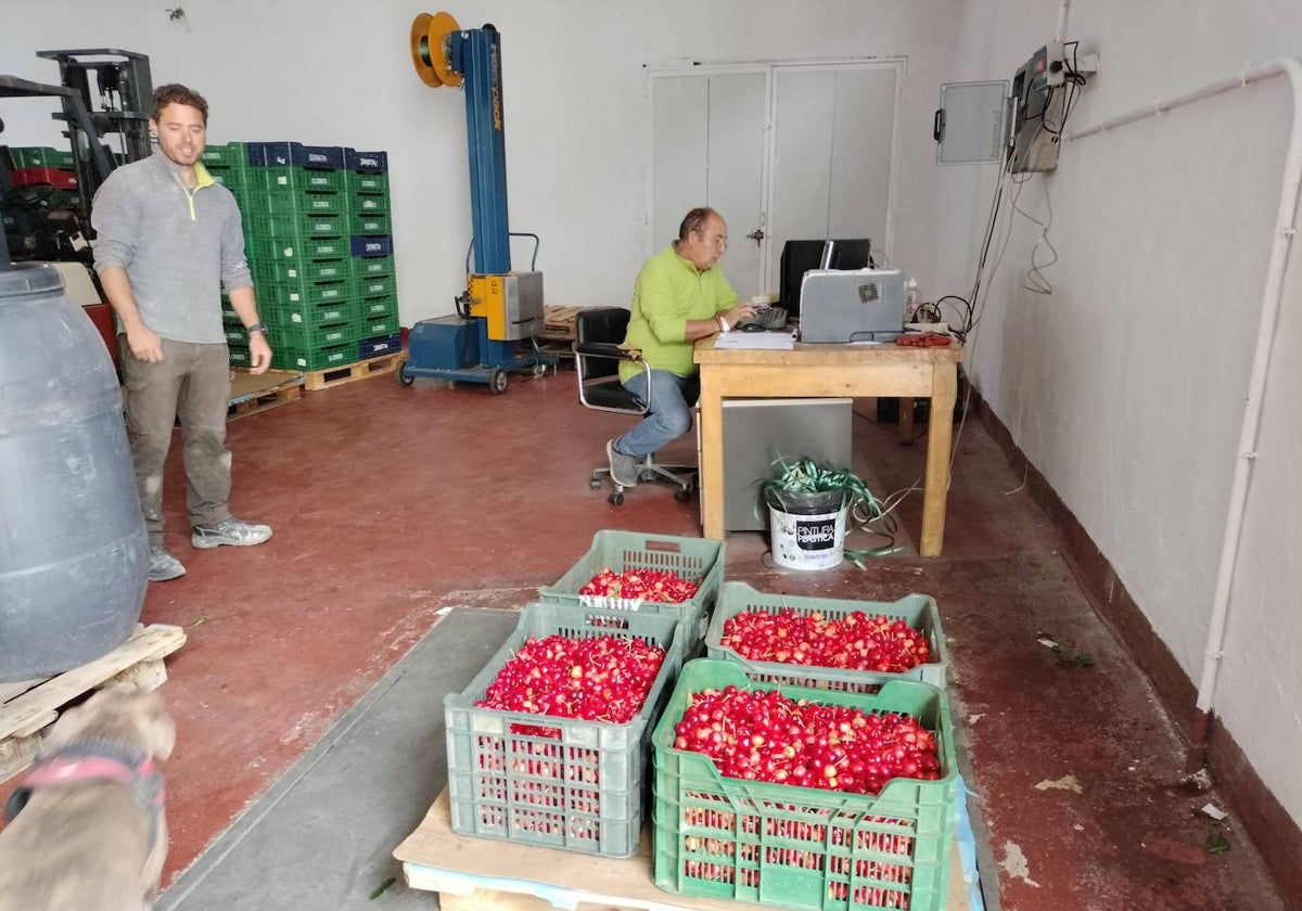 La cooperativa de Sotoserrano, pesando cereza en el final de la campaña de 2023.