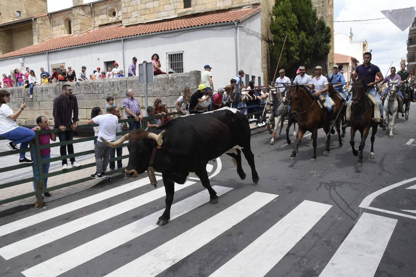 Encierros limpios y rápidos en Vitigudino