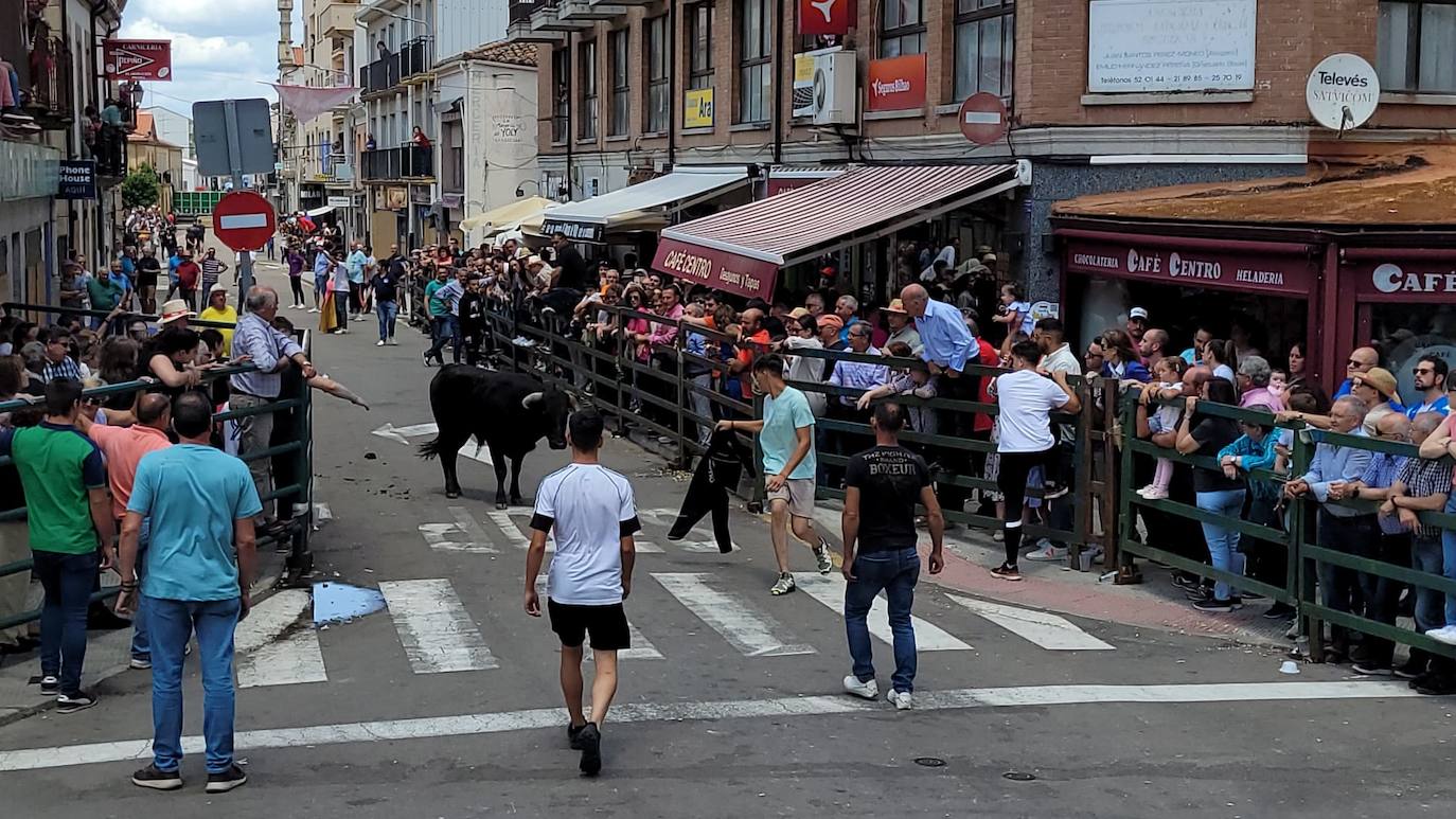 Encierros limpios y rápidos en Vitigudino