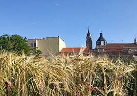 Espigas de cebada en una parcela de cultivo de Peñaranda de Bracamonte