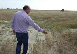 Miguel Ángel Sánchez Navarro muestra el estado de una parcela de trigo en el término municipal de Cantaracillo.