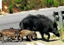 Una familia de jabalíes cruza una carretera