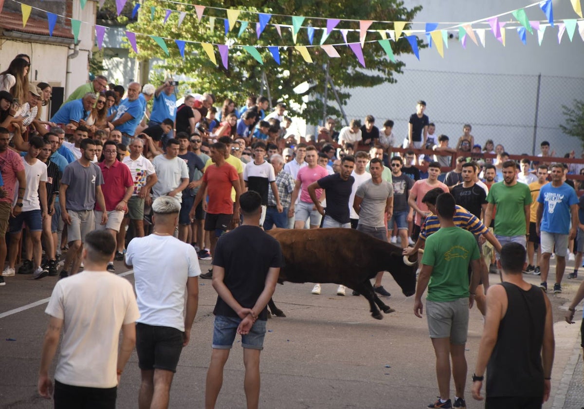 Carreras taurinas en el Barrio Nuevo